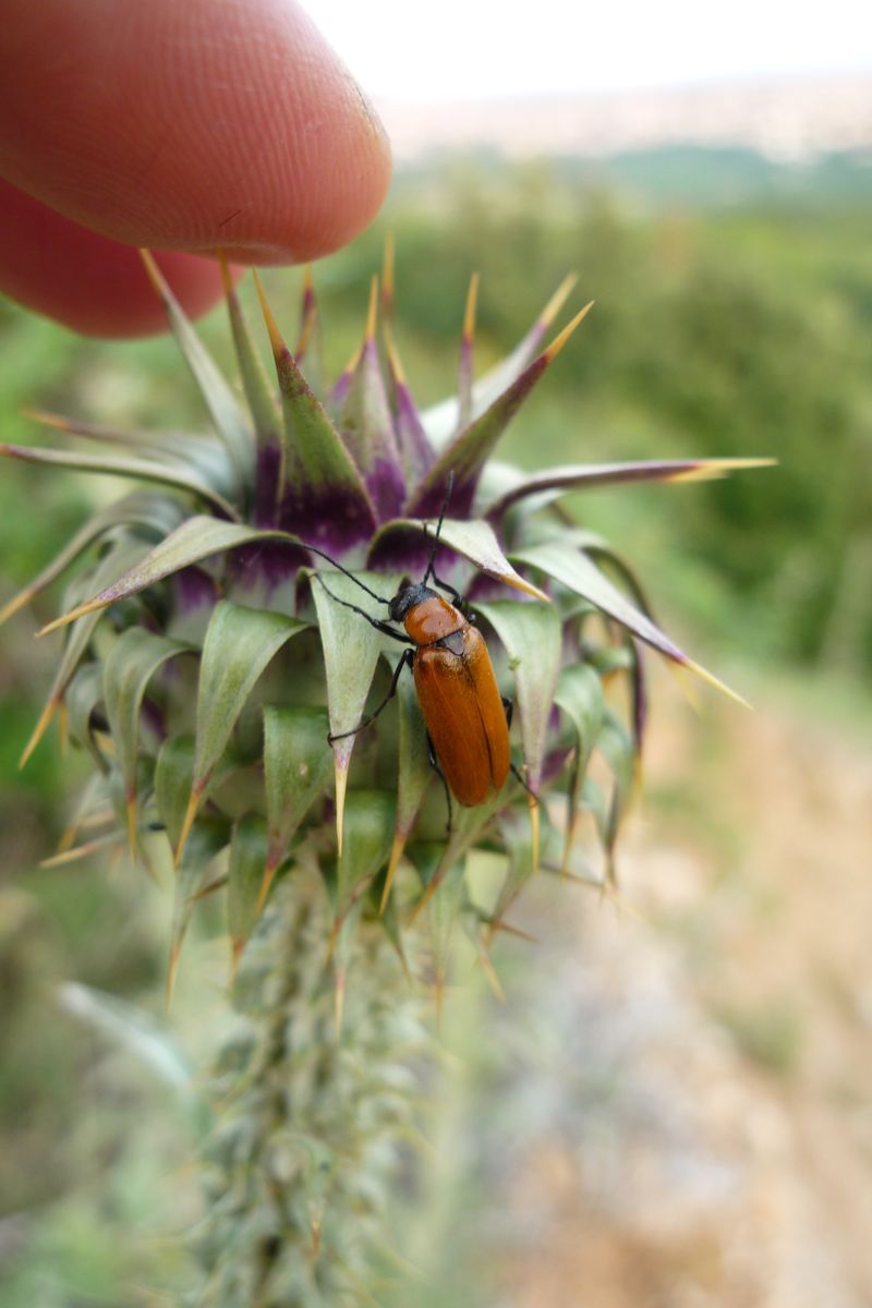 Id della Grecia: Meloidae... Zonitis sp.?